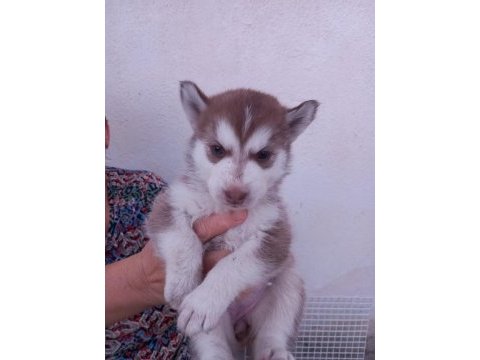 A kalite husky bebekler