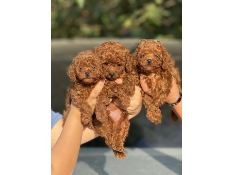 Kuyruksuz aşılı poodle