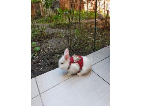 Lop tavşanı yavruları