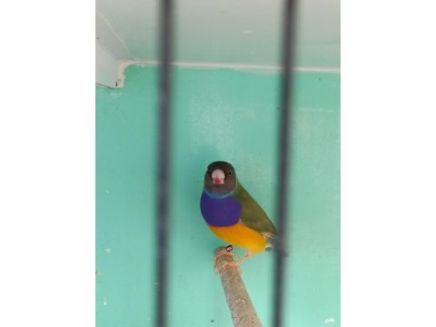 İri boy ispinoz takım takim gökkuşağı ispinozu