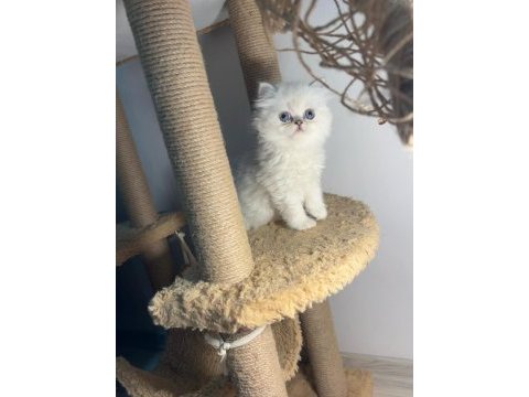 British longhair bebekler dişi erkek