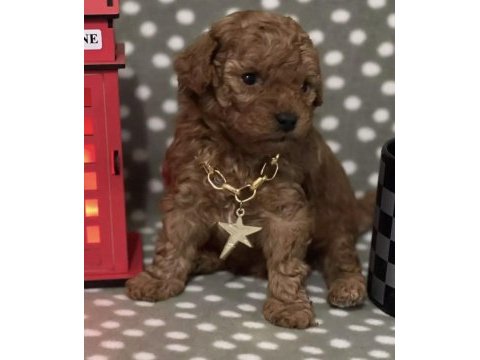 Toy poodle köpeğimiz