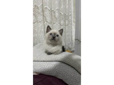 Scottısh straight bluepoint kitten