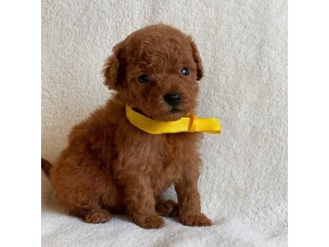 Aileye uygun sevecen dişi poodle yavru