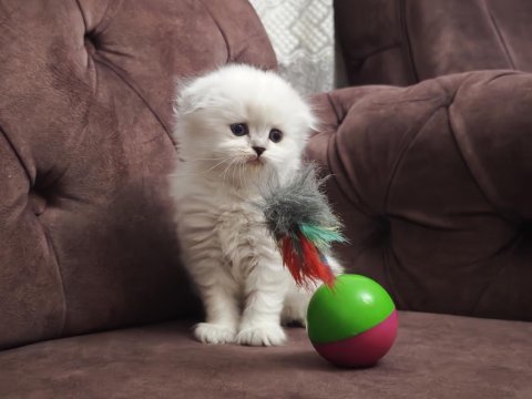 British shorthair ve scottish fold yavrular