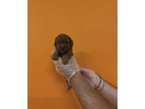 A kalite safkan toy poodle yavrularımız