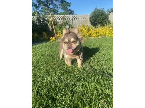 Yetişkin kaliteli french bulldog eğitimli