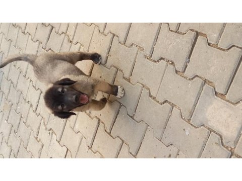 Karabaş kurtboğan ırkı köpeğimiz