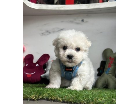Maltese terrier yavruları