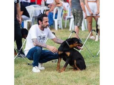 Rottweiler 2 yaşında