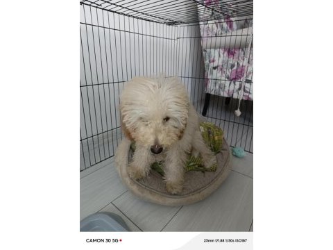 Toy poodle 5 aylık köpeğimiz