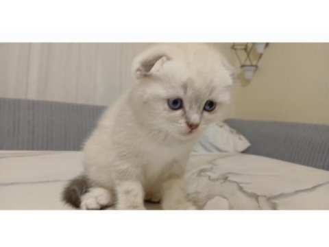 Nadir bulunan scottish fold güzellik