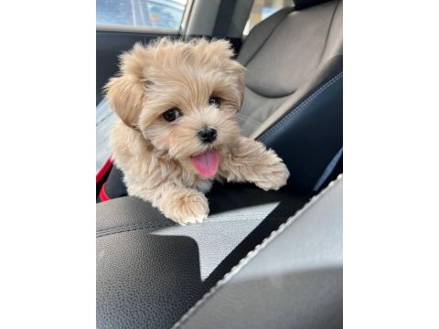 Maltipoo bebeklerimiz