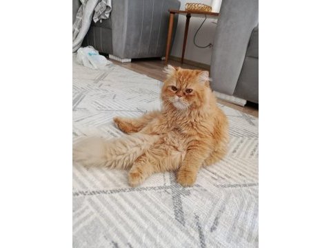 Kedimiz dumanıma eş arıyorum