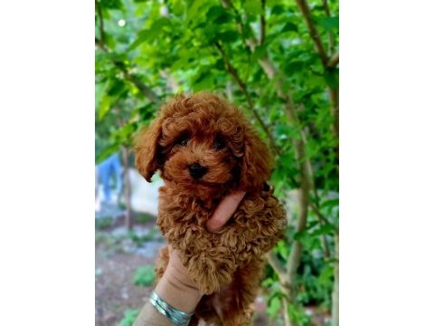 3 kg poodle erkek bebek faturalı, ırk ve sağlık garantili