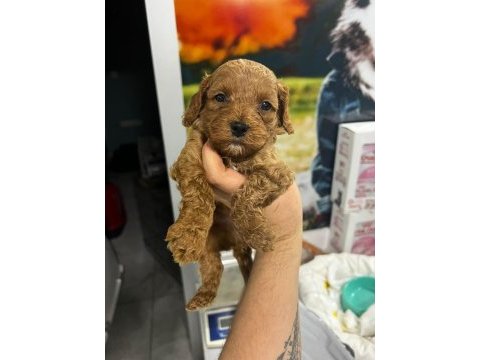 Oyuncak gibi poodle bebeklerimiz