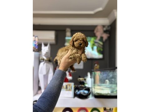Poodle prensesler