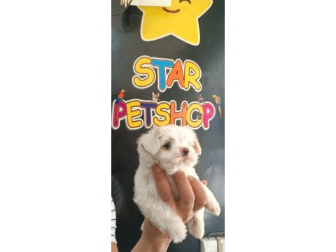 Kartopu maltese terrier yavruları