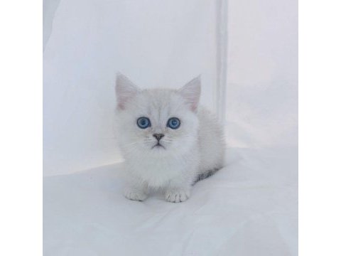 British shorthair yavruları