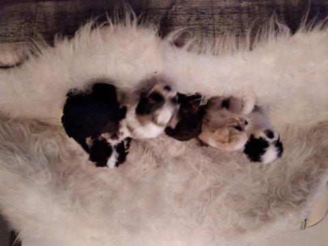 Yavru köpeklerimi sahiplendiriyorum