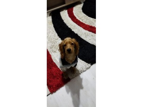 6 aylık ingiliz cocker