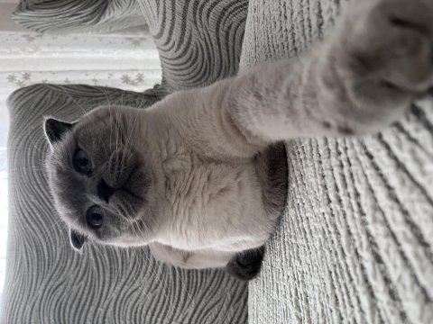 Scottish fold kedim oscar
