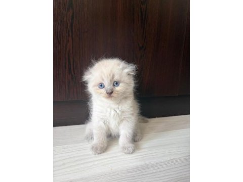 Scottish fold yavrularımız