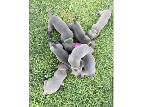 Cane corso bebekler