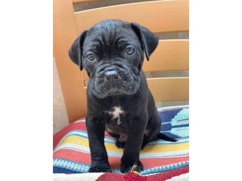 Cane corso yavrular