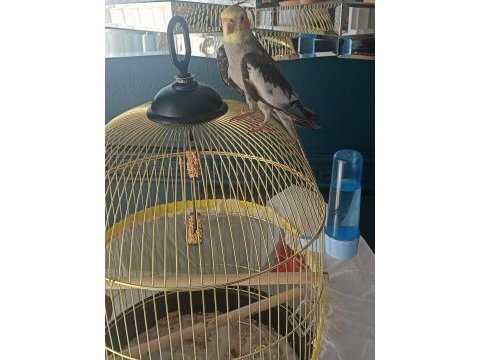 Melodi çalan 1 kelime bilen 2500 puan sultan papağanı