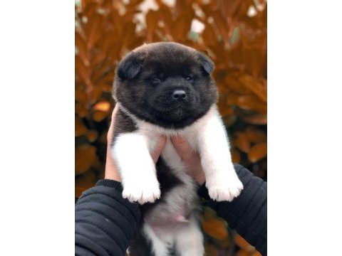 Akita inu yavrular evinizin neşesi olacaktır