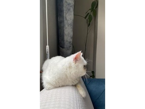 Erkek brıtısh shorthaır kedimiz