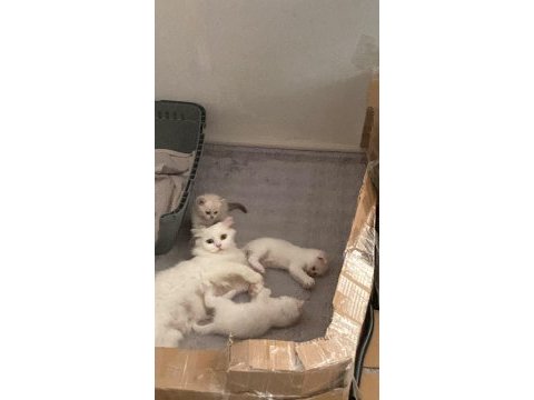 Pofuduk beyaz scottish fold bebekler