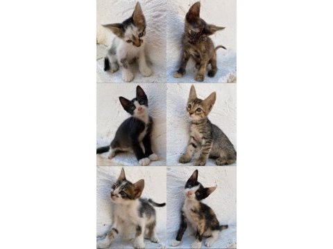 2 aylık kedilerimi sahiplendirmek istiyorum