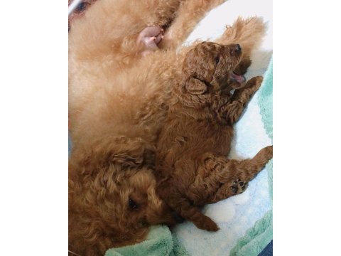 Toy poodle cins köpeğimiz
