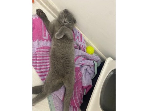3 aylık erkek scottish fold