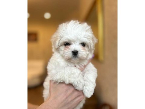 Gerçek maltese bebekler