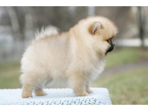 Secereli ırk garantili pomeranian boo teddy bear