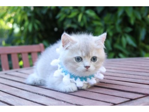 Safkan blue golden yavru kedimiz