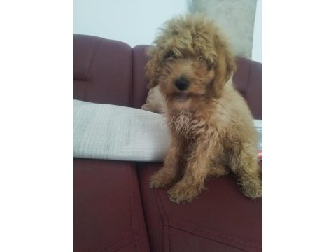 Aşıları yapılmış 3.5 aylık poodle