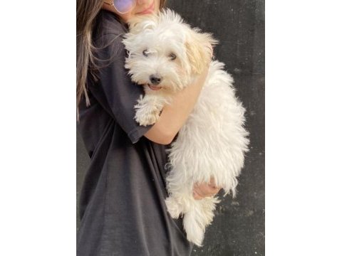 Maltese terrier 2 buçuk yaşında