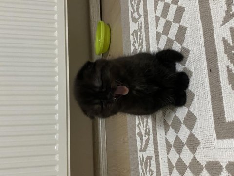1 buçuk aylık scottish fold kedimizin yavrusu