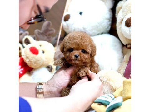Korean export yurt dışı grisili toy poodle bebeklerim