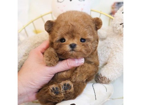 En akıllı ve tatlı toy poodle bebeklerımız