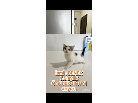 Mini mini tekir kediler yeni sıcak yuvalarını arıyoruz