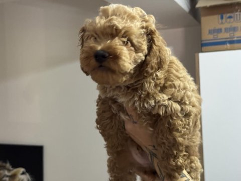 Wc eğitimli maltipoo yavrularımız