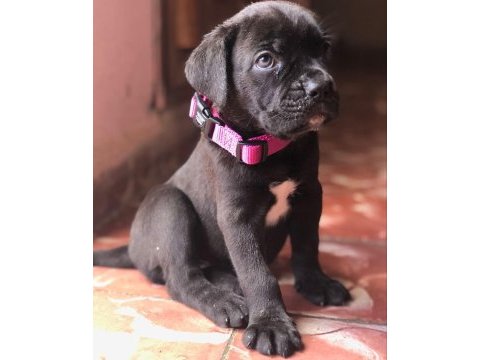 Dev cane corso yavrular
