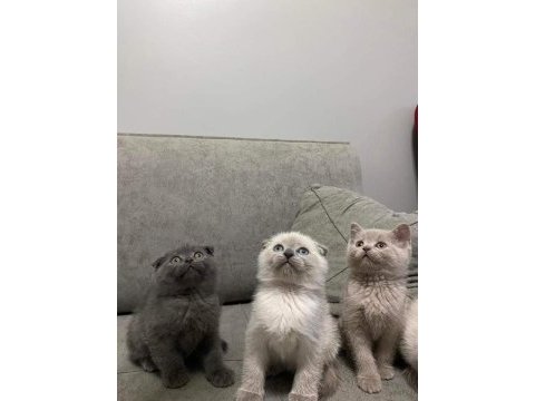 Scottish fold yavrular