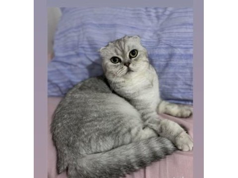 Dişi güzel scottish fold kızım