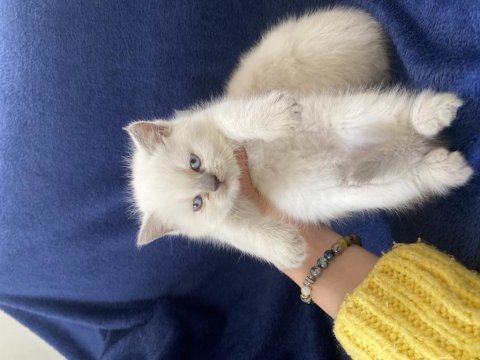 Safkan çok sağlıklı aile ortamından yavru kediler
